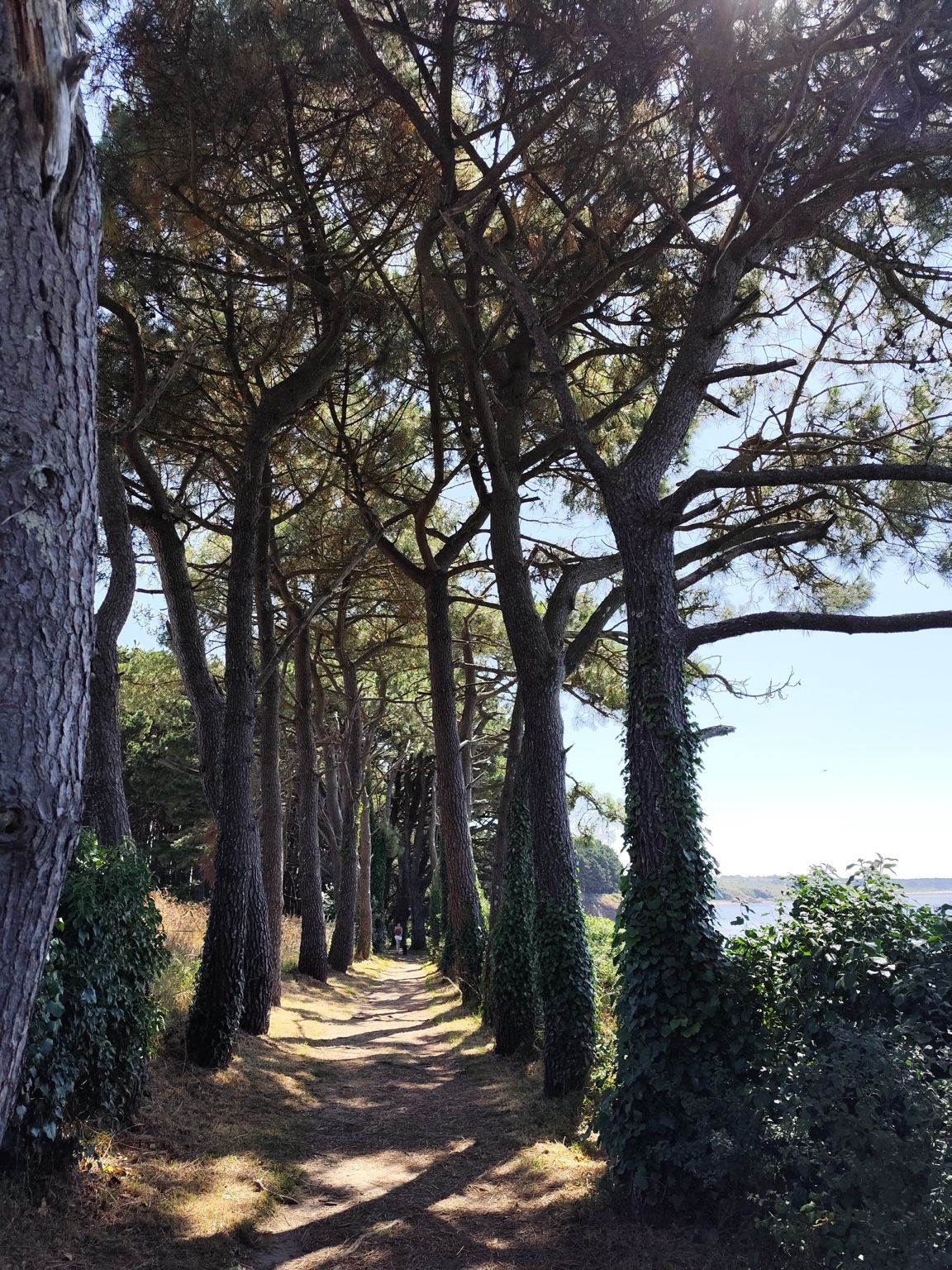 Chemin dans la forêt - Cheminement thérapeutique
